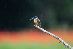 雨に打たれて