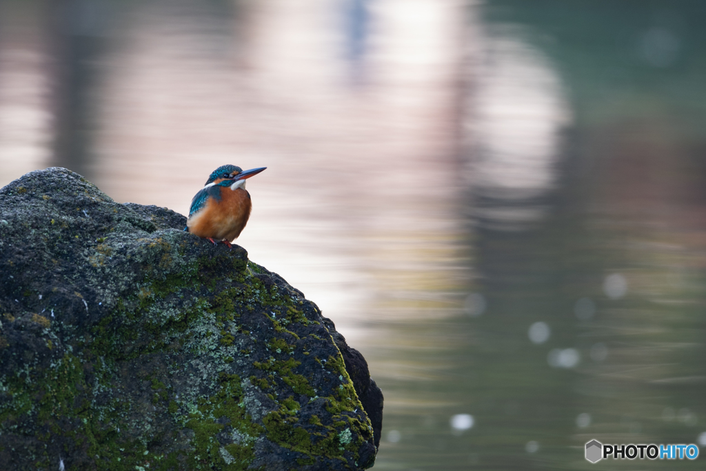 池のカワセミ
