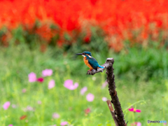 食後のお花見