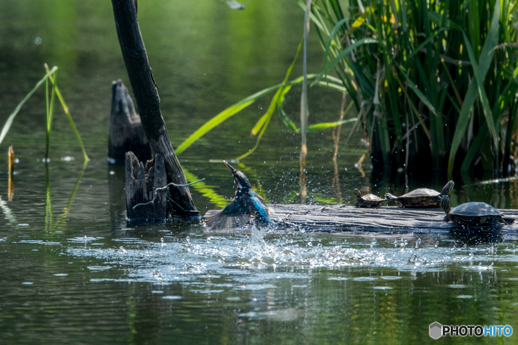カワセミ 戻り2