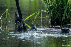 カワセミ 戻り2