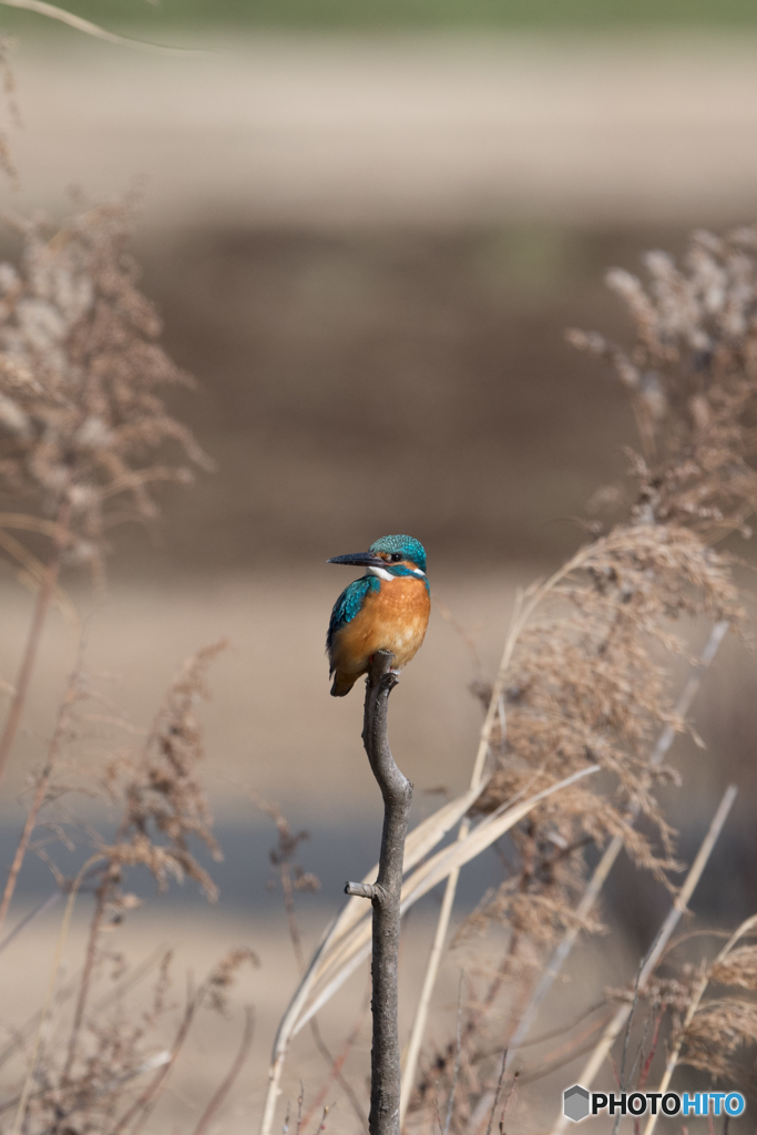 すっきりとした顔立ち