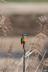 すっきりとした顔立ち