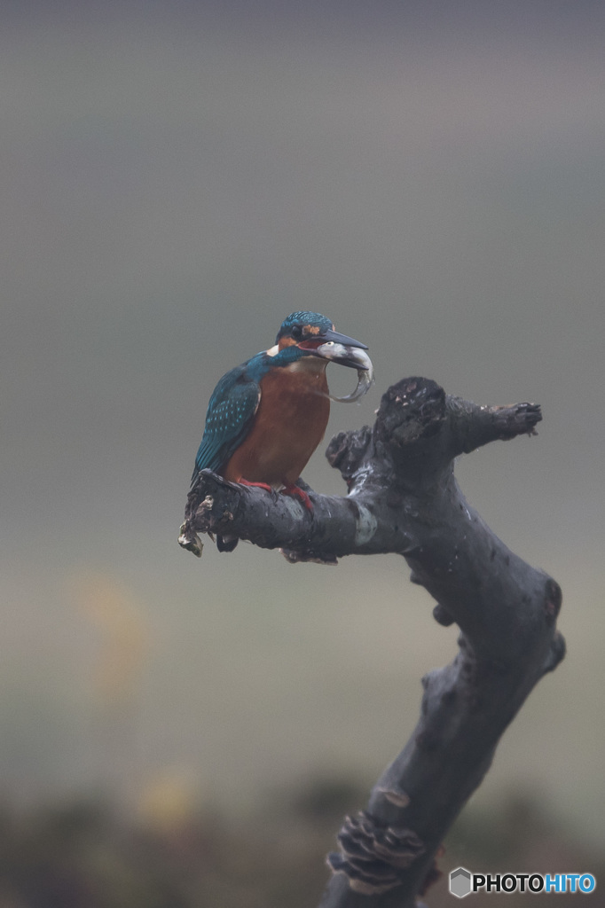 霧の中での朝食「新鮮素材」