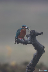霧の中での朝食「新鮮素材」