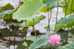 雨の蓮池