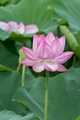 蓮の華