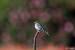 山茶花をバックに