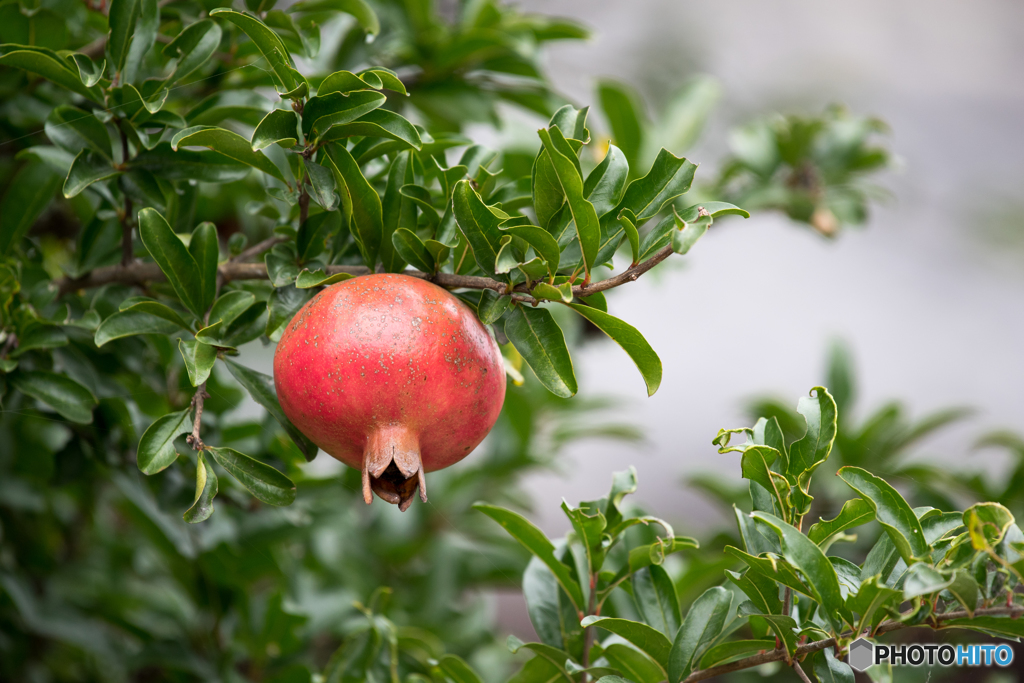 ザクロ　2週間前