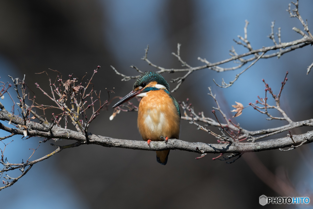 撮影地までは遠いけど撮影距離は近いカワちゃん