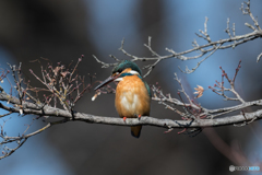 撮影地までは遠いけど撮影距離は近いカワちゃん