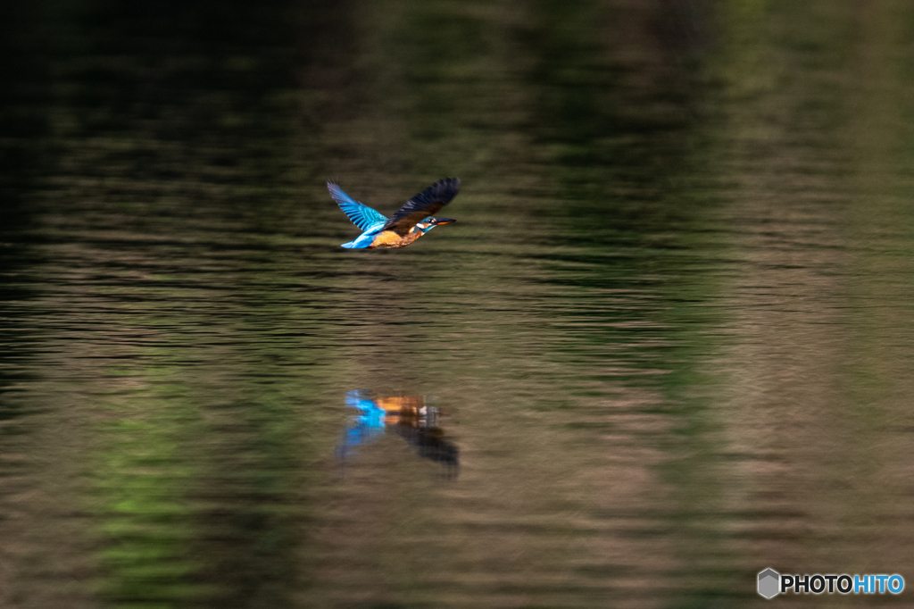 カワセミ飛翔