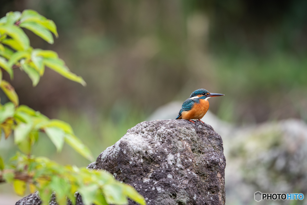緑と岩とオレンジ