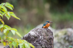 緑と岩とオレンジ