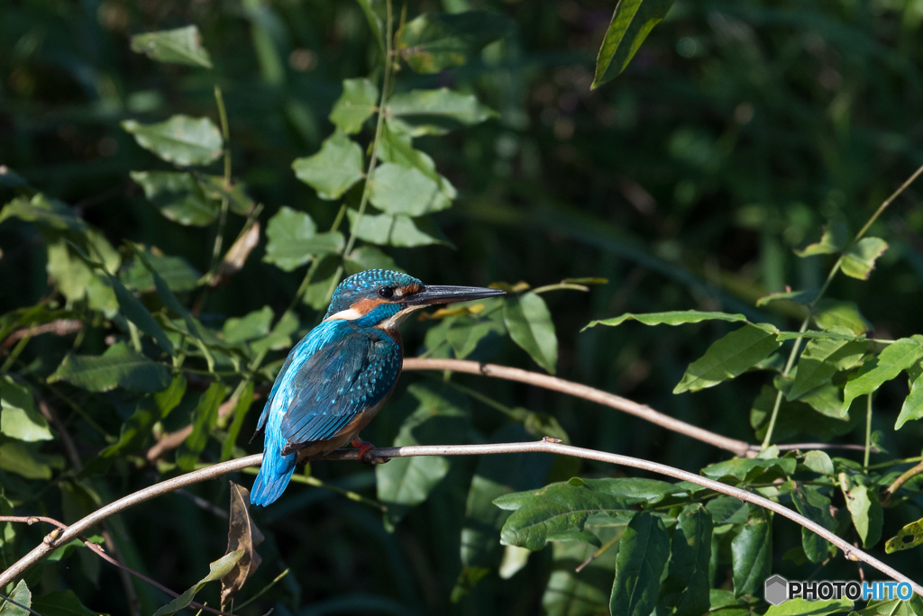 濃いブルーも魅力的