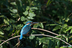 濃いブルーも魅力的