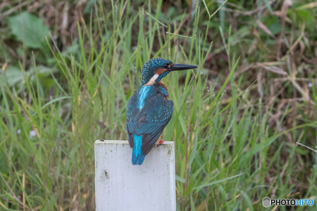 水も滴るいい男