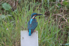 水も滴るいい男