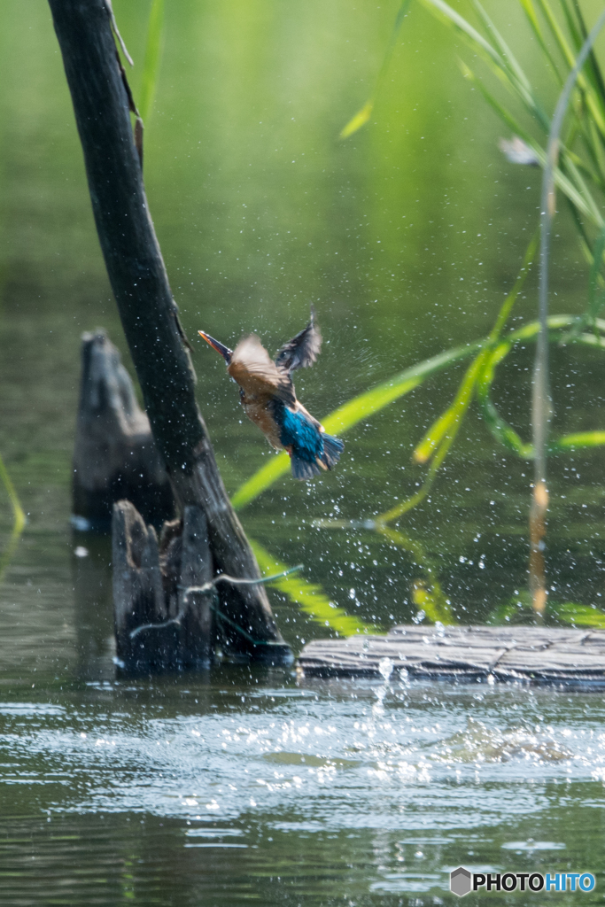 カワセミ 戻り3