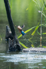 カワセミ 戻り3