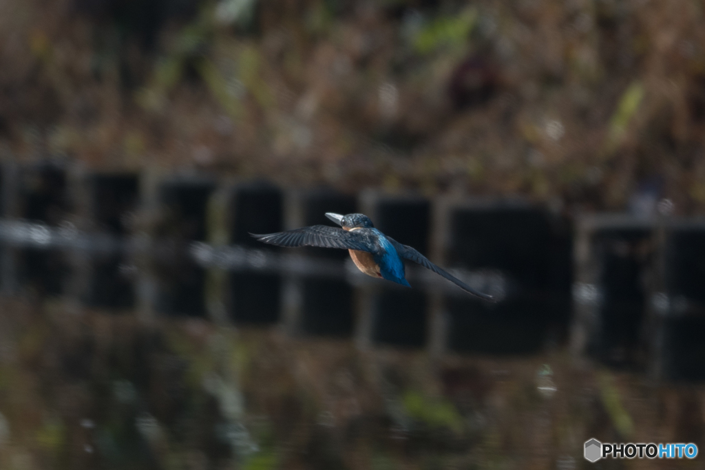 ひょうきん顔で飛び去る