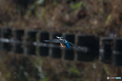 ひょうきん顔で飛び去る