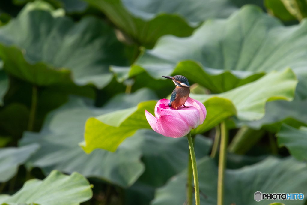 花座布団 By K まつきち Id 写真共有サイト Photohito