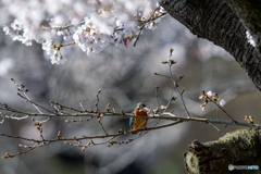 桜の枝に