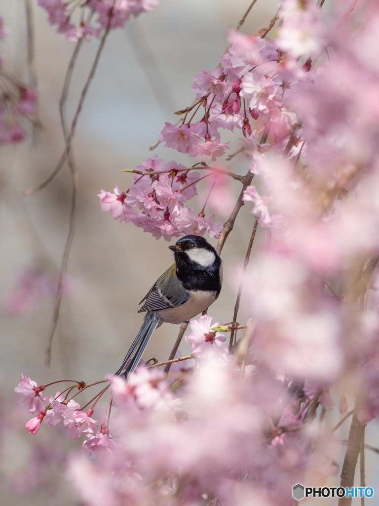 桜に囲まれて