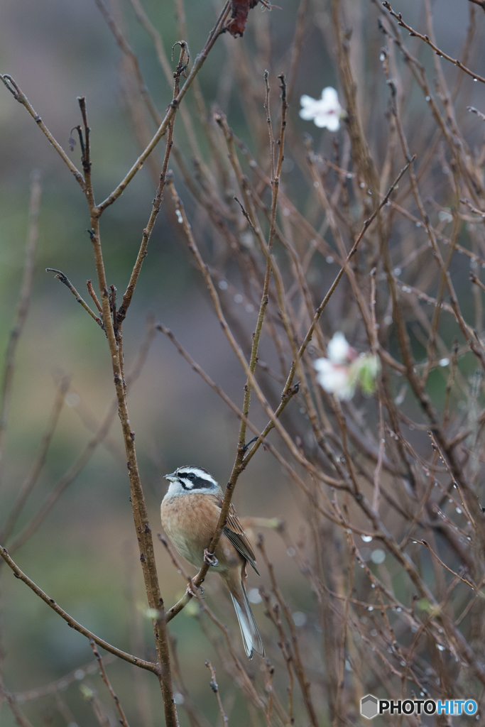 ホオジロ 十月桜と共に