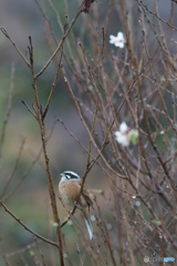 ホオジロ 十月桜と共に ホオジロ 十月桜と共に