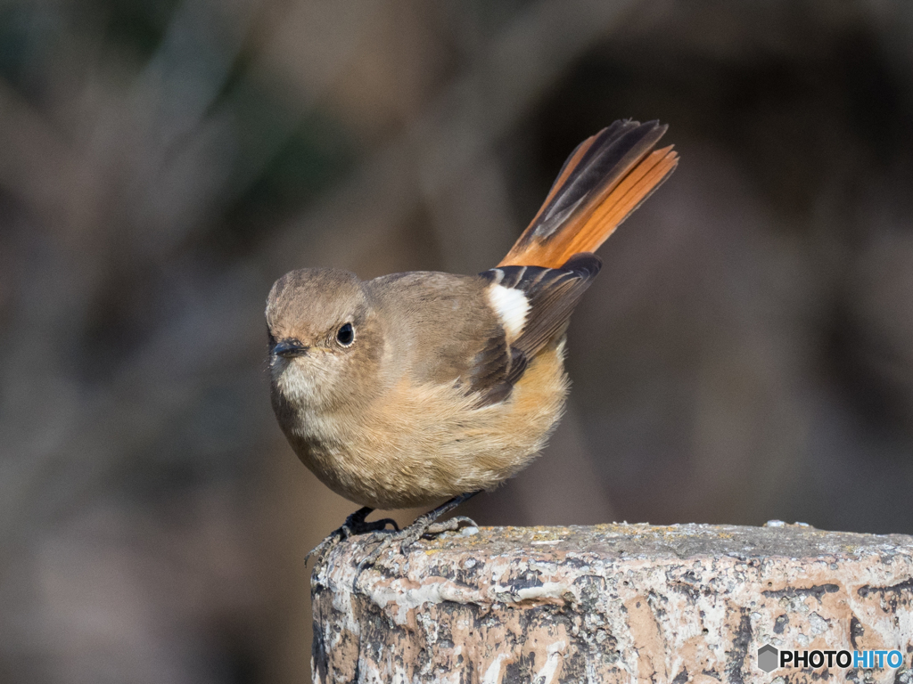 スキージャンプ　アプローチ姿勢