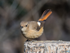 スキージャンプ　アプローチ姿勢