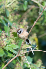 ホオジロ ホオジロ