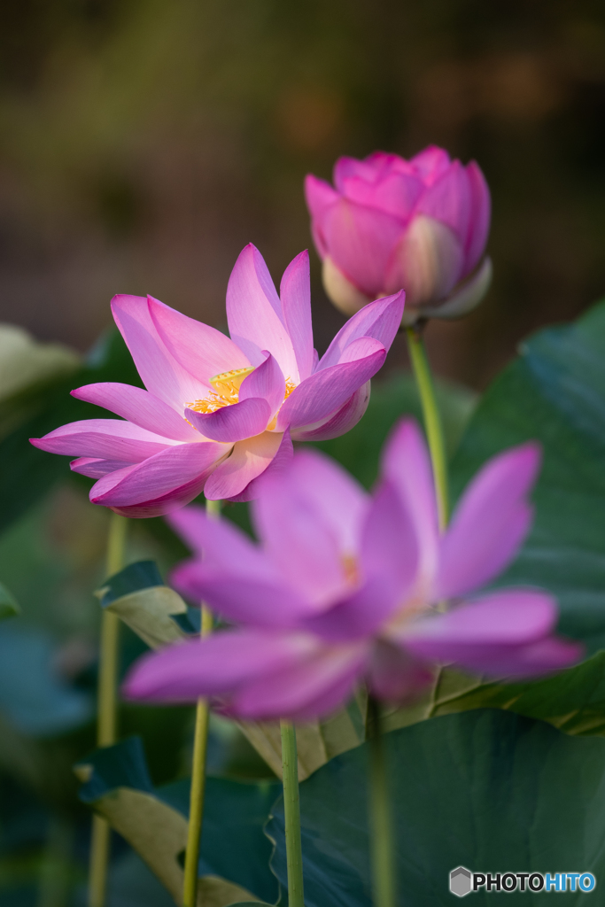 咲き競う