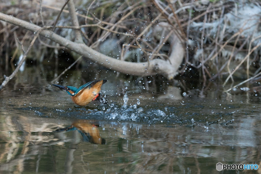 ぴょんぴょんぴょん