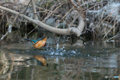 ぴょんぴょんぴょん