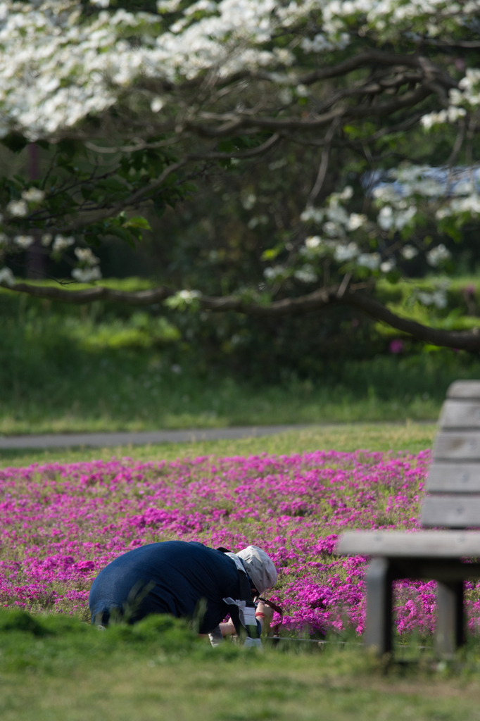 春を楽しむ