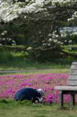 春を楽しむ