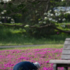 春を楽しむ