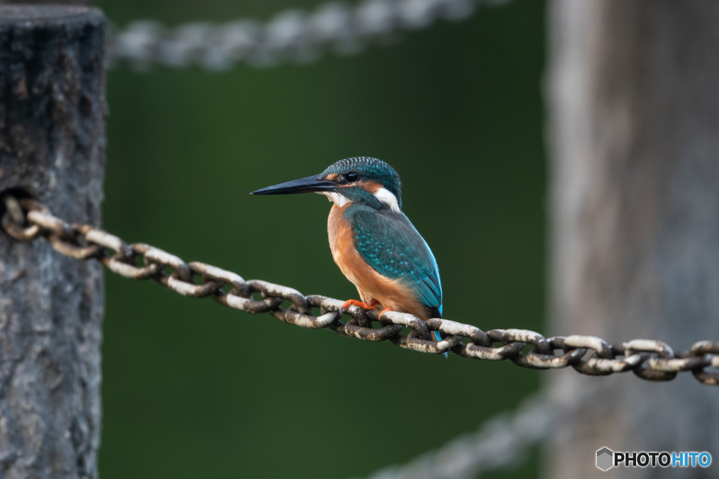 チェーン　ブルー