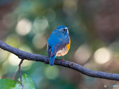 玉ぼけを従えて 玉ぼけを従えて