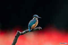 レッド&ブラック