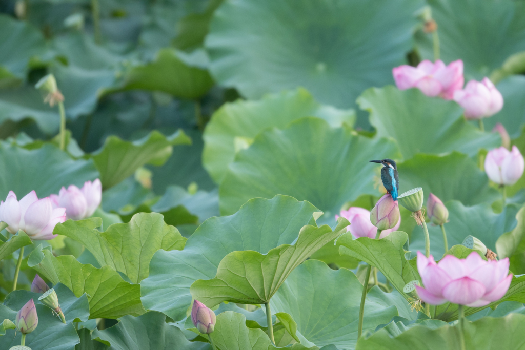花に囲まれ