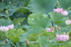 花に囲まれ