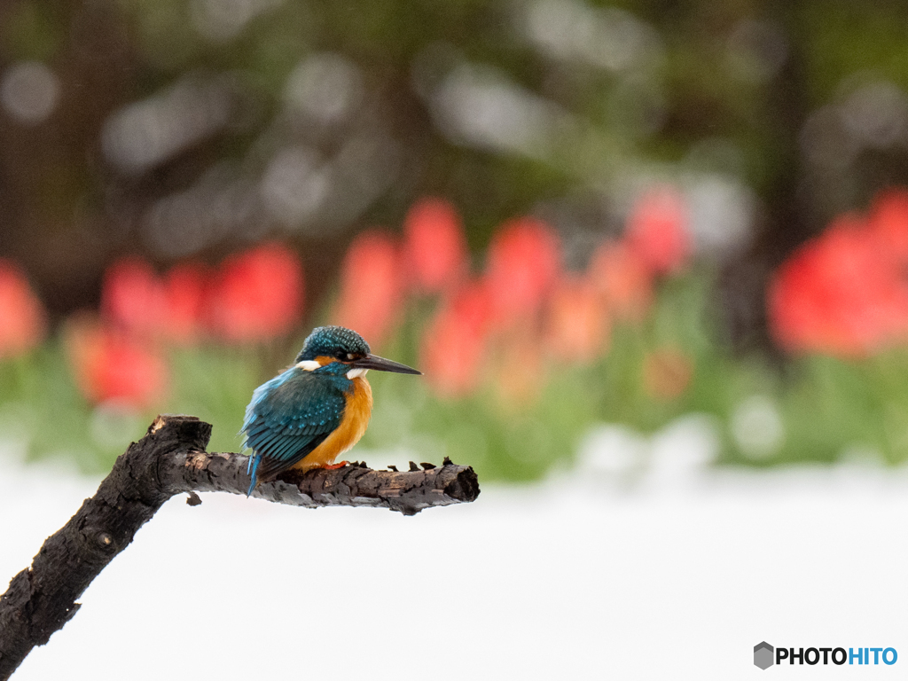 雪の白・チューリップの赤・翡翠色