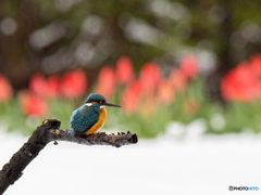 雪の白・チューリップの赤・翡翠色