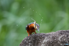 早速、料理しなきゃ