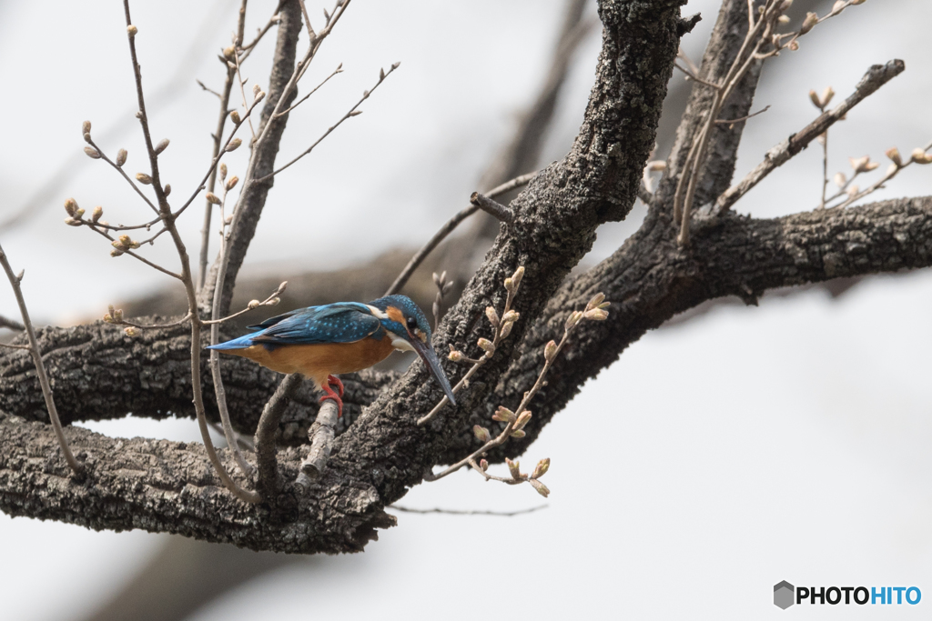 真剣にのぞき込む