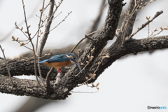 真剣にのぞき込む